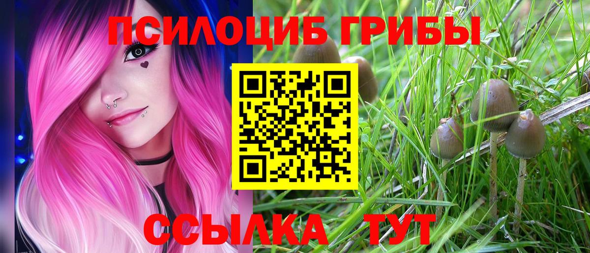 Псилоцибиновые грибы Cubensis Чернушка
